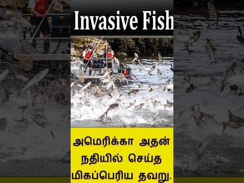 Invasive Carp fish in USA