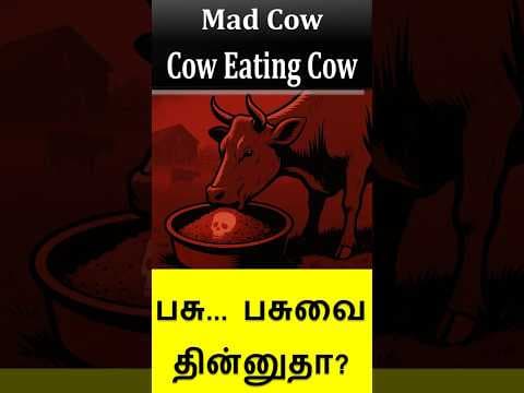 What are Mad Cows