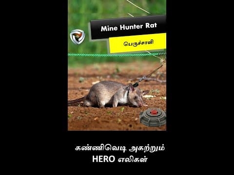 கண்ணிவெடி அகற்றும்  HERO எலிகள்
