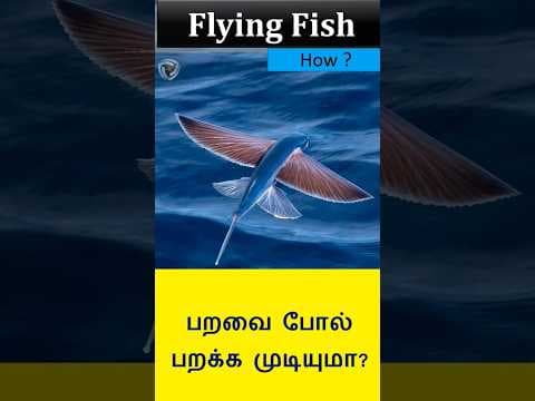 Flying fish