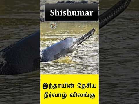 Ganges river Dolphin