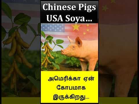India USA Corn YT