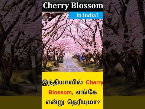Cherry Blossom